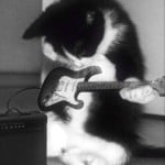 Rocky_Racoon