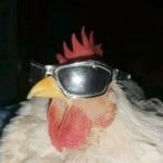 Rooster19