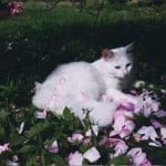 rosiee