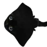 Laucusis