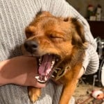 RyleyReviews