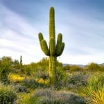 SaguaroCactus