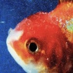 SALMONSREVIEWS