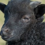 SaltheBlakSheep