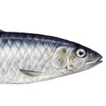 sardinereal