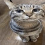 scarycat