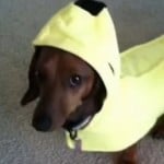 SchuylerTheGoon