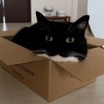Sebbywaffles