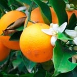 Seville_Orange