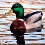 ShahzTheDuck