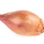 Shallot