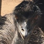 Sheepie_Sheep1