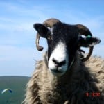 Sheeplikesmusic