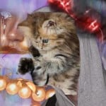sheevkeef