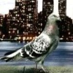 StilmaticPigeon