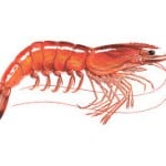 Shrimplover49