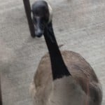 SillyGoosemusic