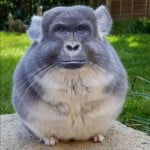 simomimo