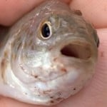 SirFeesh