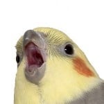 Skaut