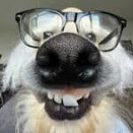 TheDudester