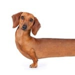 spitefulsausage