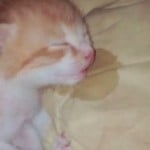 strawbcheeseont