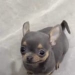 SunRayApollo