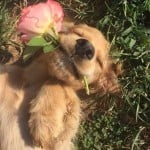 sunshinereviews