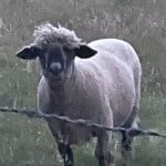 Syrp