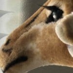 TeresaGiraffe