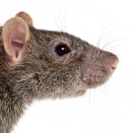 ThatRat