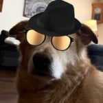 the_gaming_dog