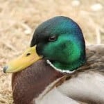 TheDuck