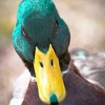 TheEatingDuck
