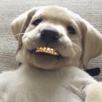 thehashmash