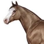 Thehorse