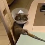 TheMeow
