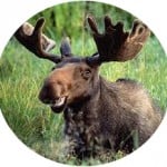 TheMoose
