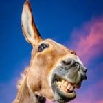 TheMusicDonkey
