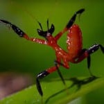 theprogmantis