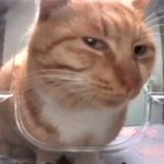 ThePuffedPastry