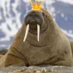TheWalrusKing