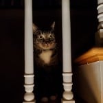 ToastedCat