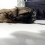 tommieboop