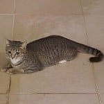 conmeomun
