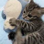 TopKittyCat