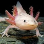 tripppylotl