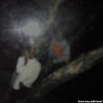 tropicaaa_