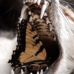twinvulpes
